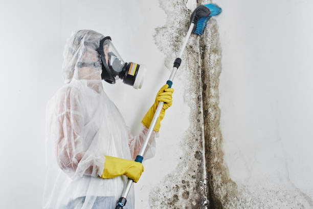 Best Industrial Mold Remediation in Wolverine Lake, MI