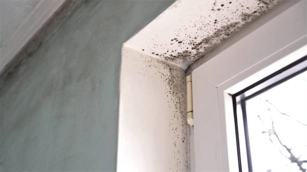 Best Insurance-Related Mold Remediation in Wolverine Lake, MI