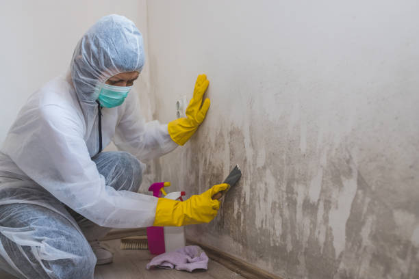 Best DIY Mold Remediation Support Services in Wolverine Lake, MI
