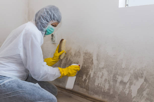 Best DIY Mold Remediation Support Services in Wolverine Lake, MI