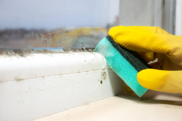 Best White Mold Remediation in Wolverine Lake, MI