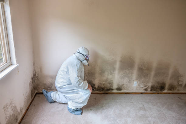 Trusted Wolverine Lake, MI Mold Remediation Experts