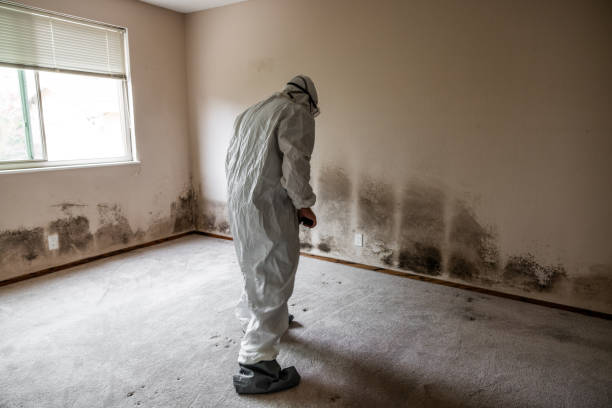 Best Basement Mold Remediation in Wolverine Lake, MI