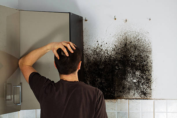 Best Emergency Mold Remediation in Wolverine Lake, MI